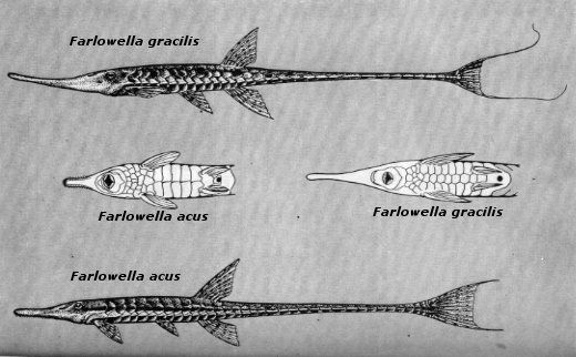 Farlowella drawing.jpg