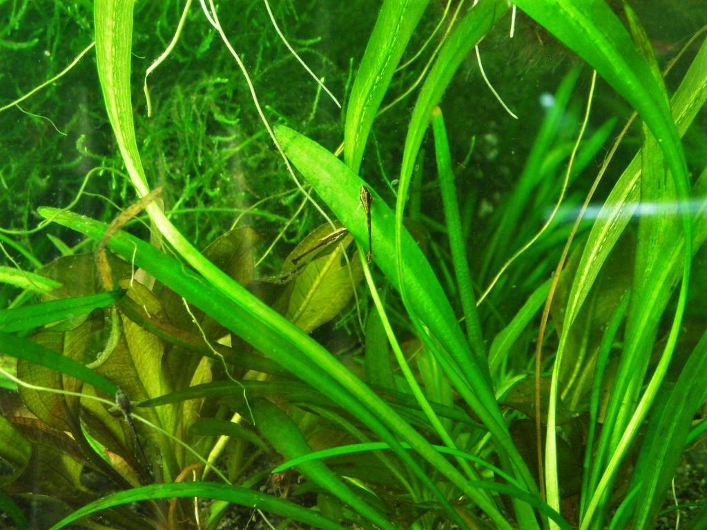 Farlowella fry day 6 (2).JPG