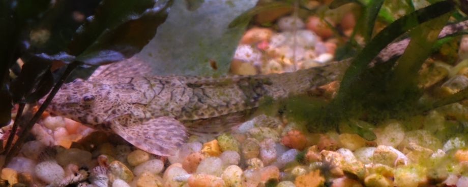 farlowella-post Maracyn2.jpg