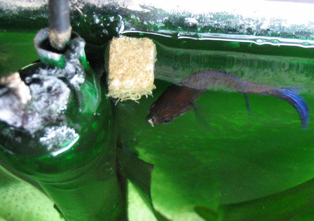 fatbetta.jpg