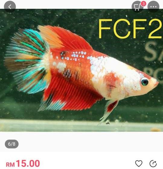 FCF2 female betta.JPEG