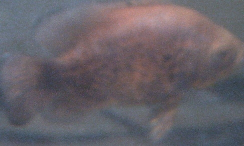 fe12_0003.jpg