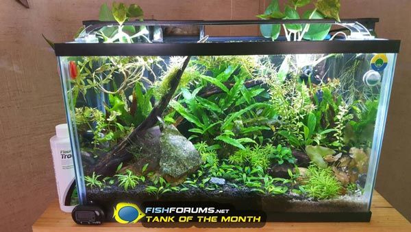 feb17-fishforums-totm.jpg