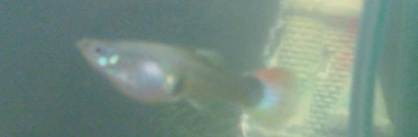 Female Guppy2.jpg
