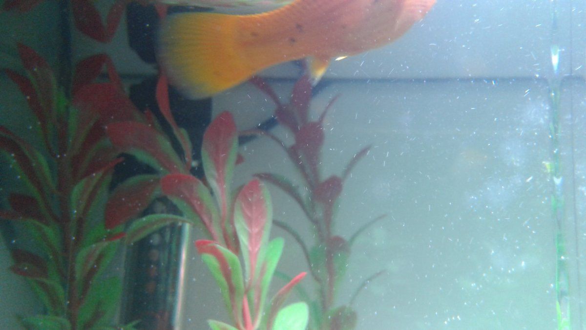 female molly black spots.jpg