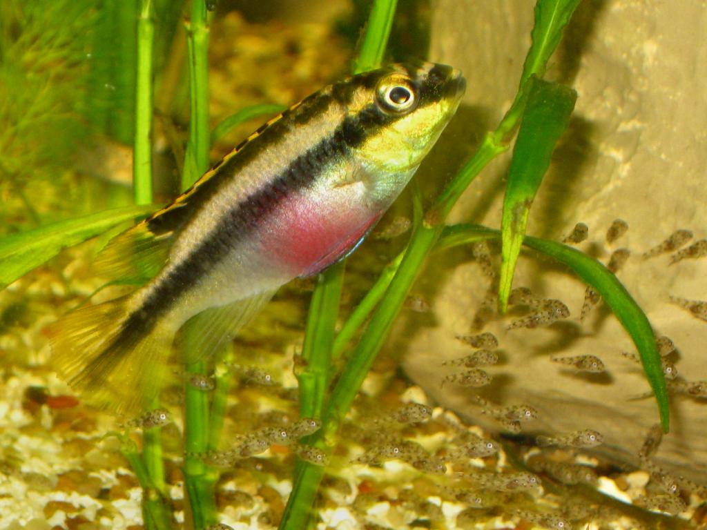 Female w2nd Spawn of fry_011815.jpg