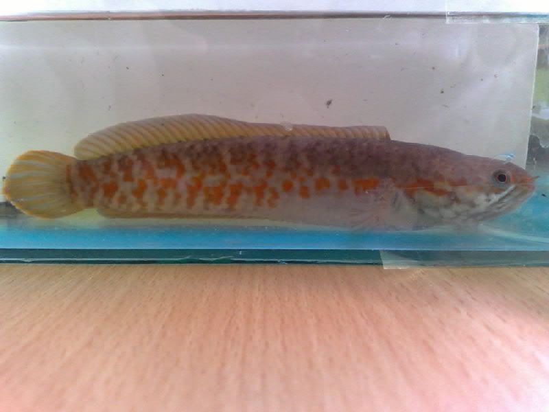 Female1_001.jpg