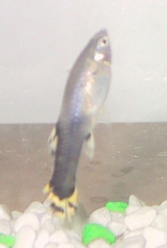 Female_Guppy_Cropped.JPG