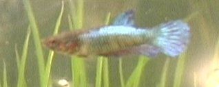 femalebetta3.jpg