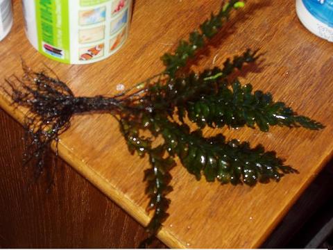 fern1.JPG