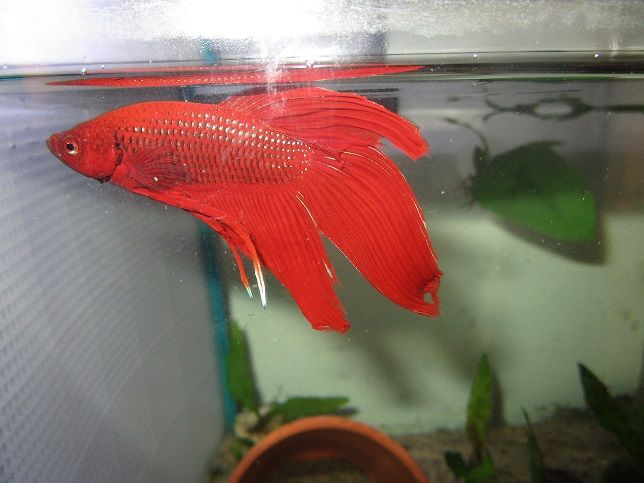 Festus pic 1.jpg