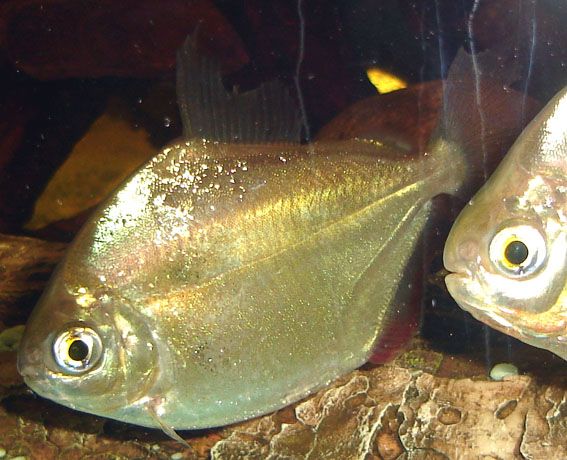 Finrot.jpg