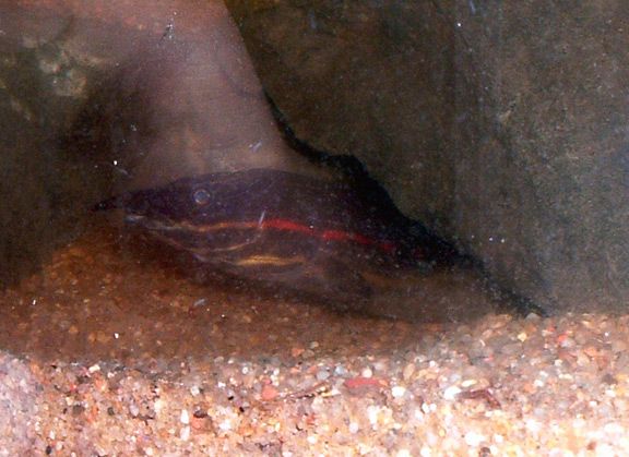 fire_eel.jpg