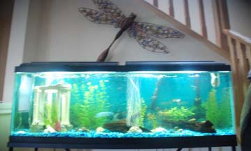 fish 002.jpg