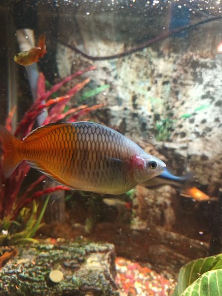 Fish 1.jpg