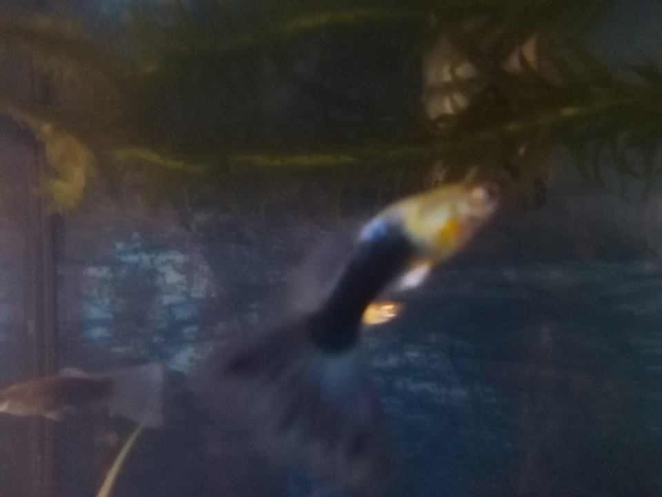 fish 11.jpg