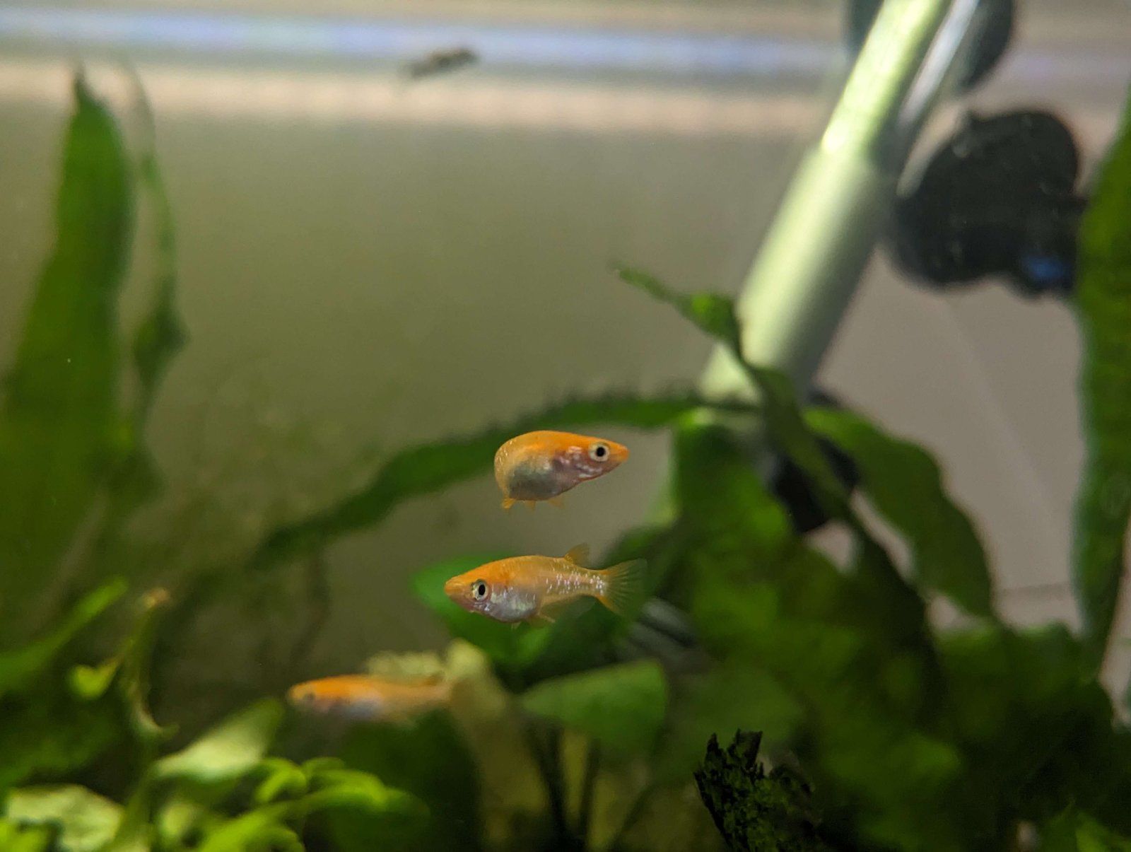 fish 2.jpg