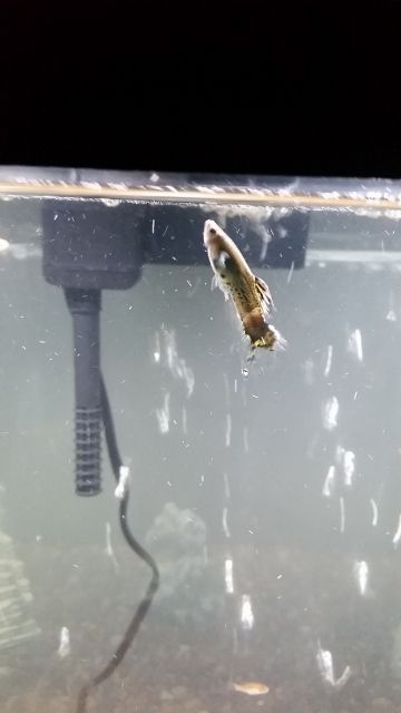 fish 2.jpg