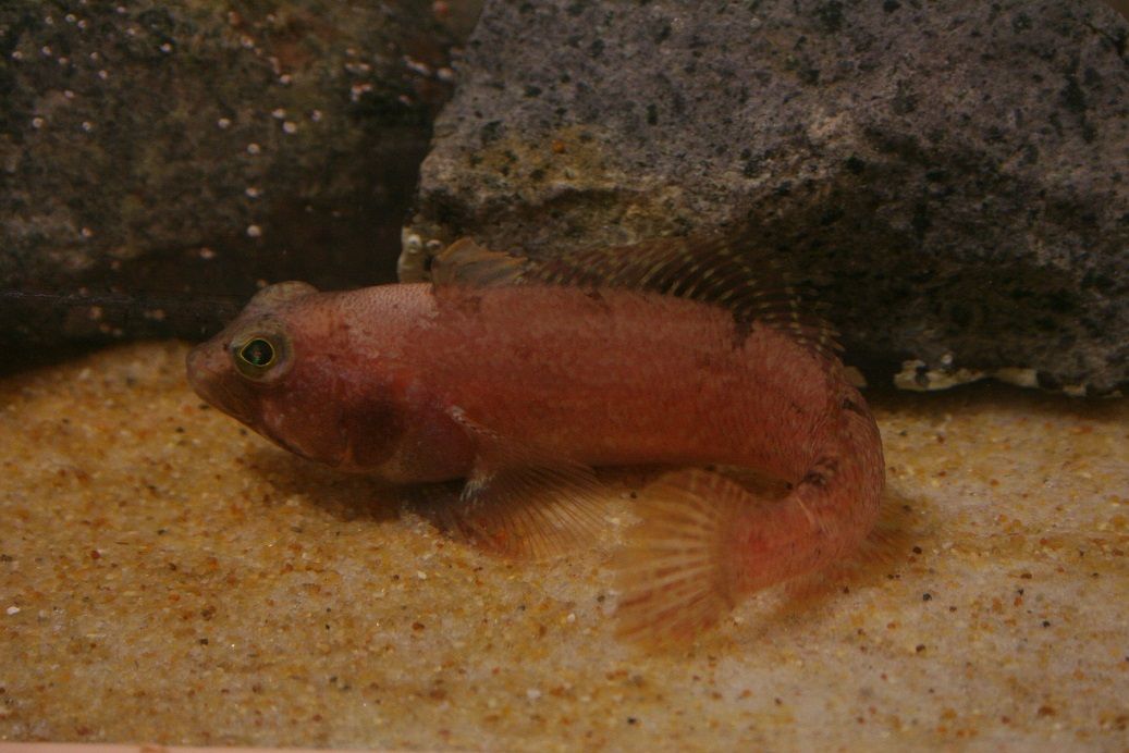 Fish 2d.JPG