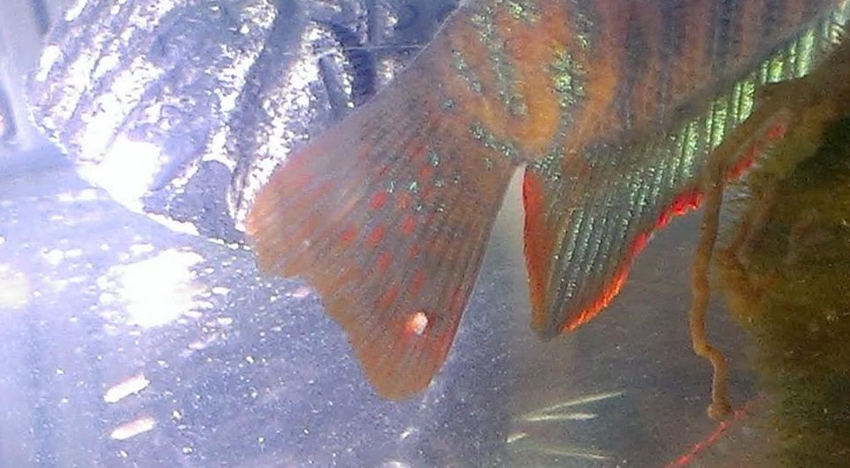 fish again.jpg