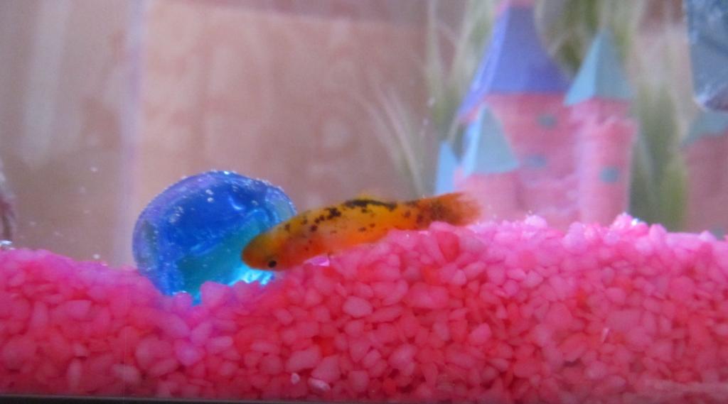 Fish ill.jpg