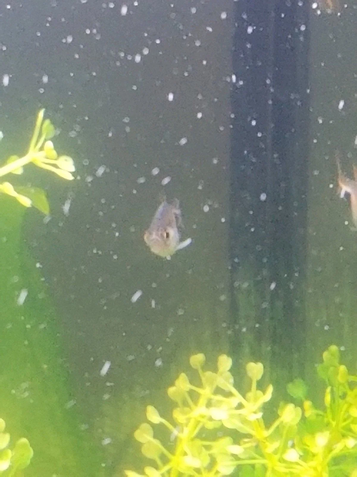 fish.jpg