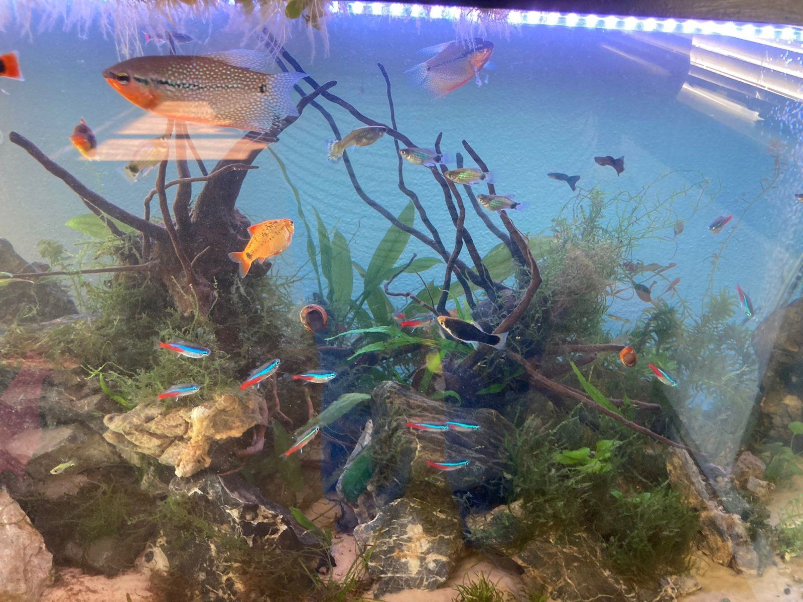 Fish.jpg