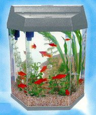 Fish.jpg