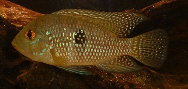 fish.JPG