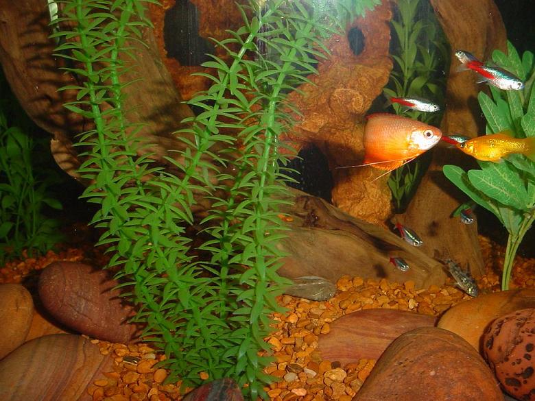 Fish.jpg