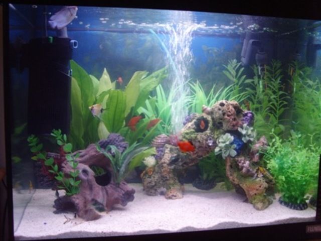 Fish.JPG