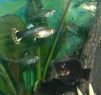 Fish.JPG