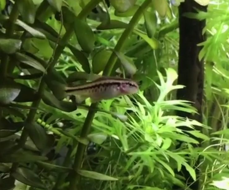 fish.jpg