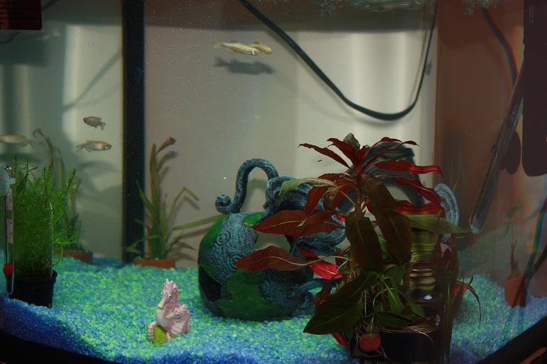 fish paint.jpg