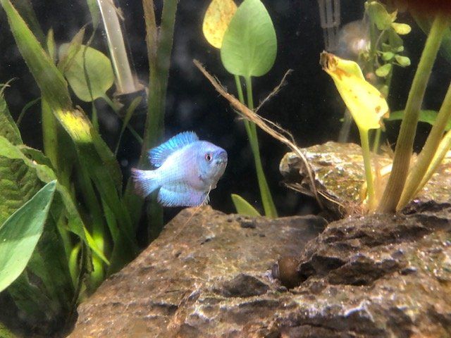Fish - Powder Blue Goumii.JPG