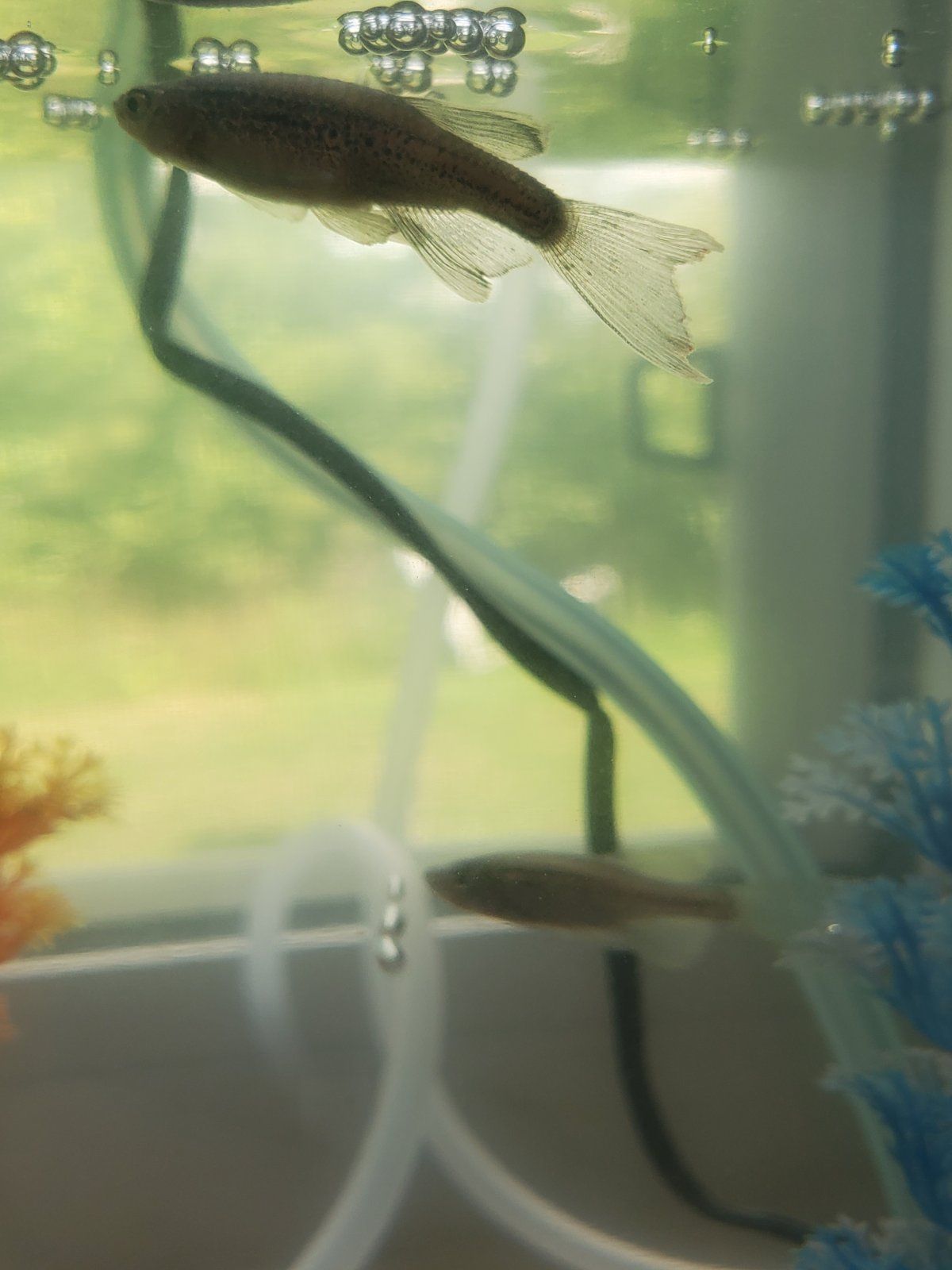 fish tail 3.jpg
