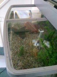 fish tank 1.jpeg
