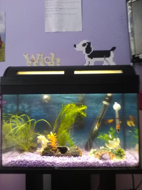 fish tank 4.jpg