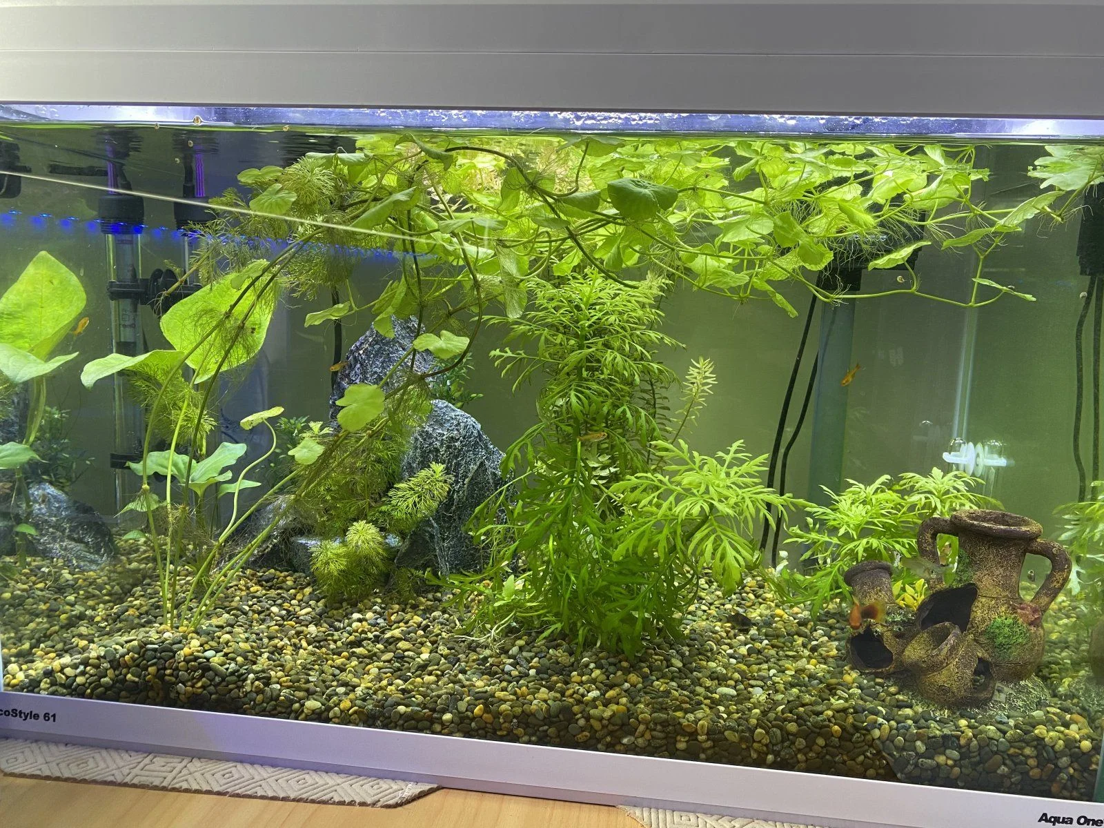 Fish Tank.jpg