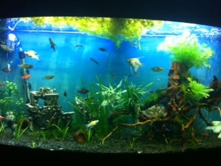 fish tank.JPG