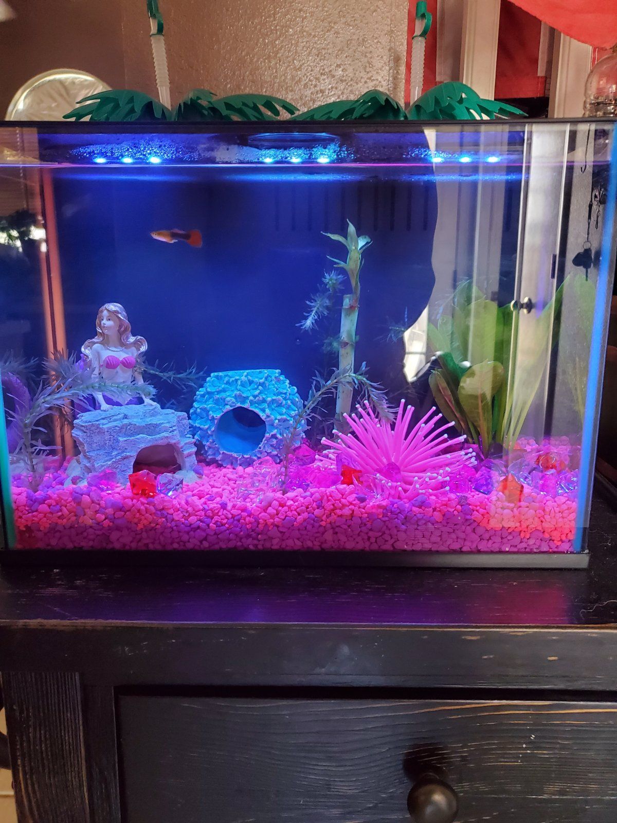 fish tank.jpg