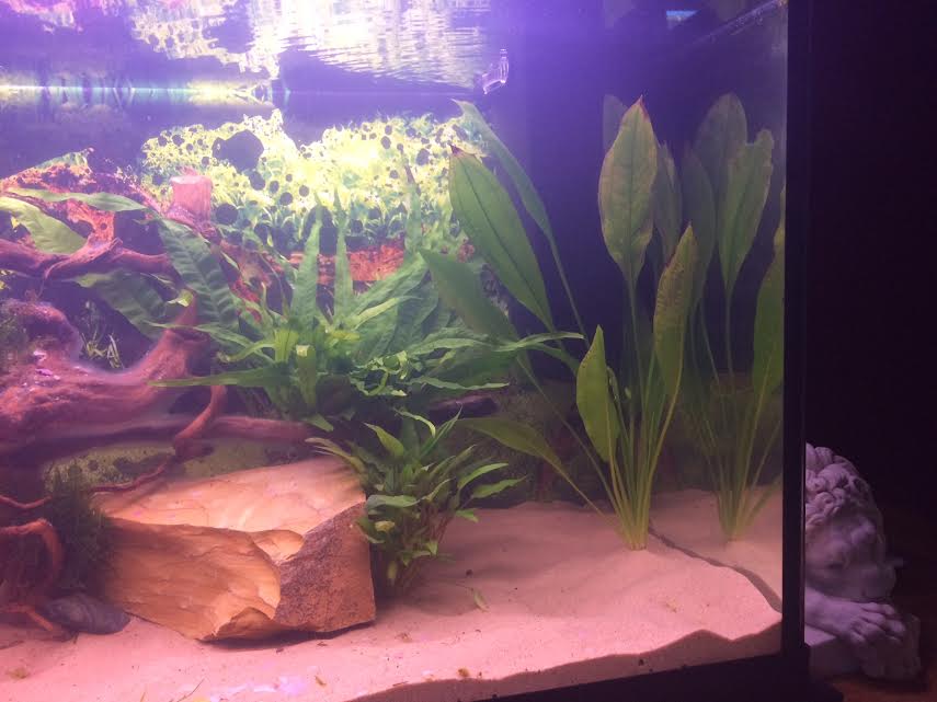 Fish Tank L.jpg