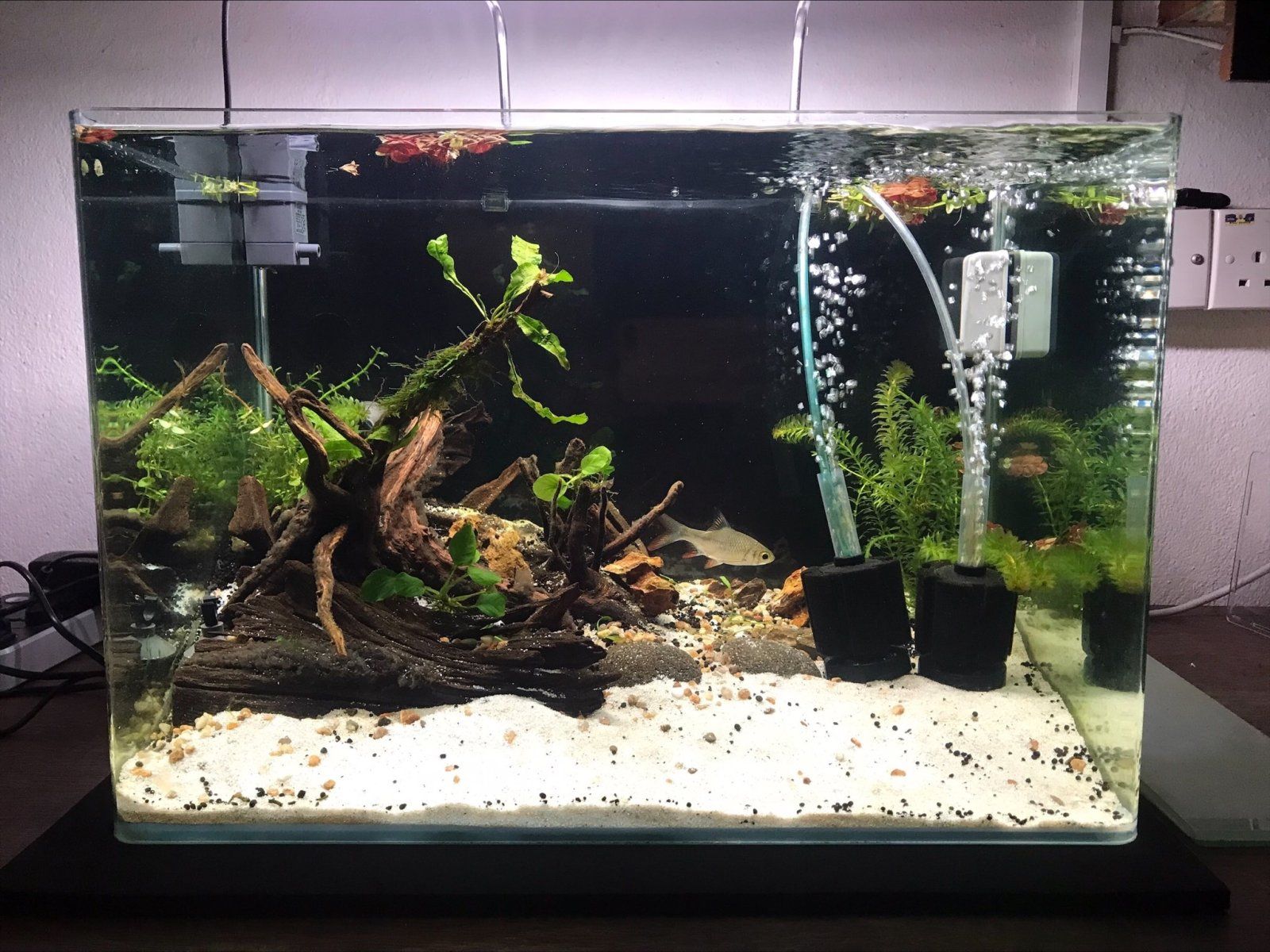fish tank wt Javaen barb.jpg