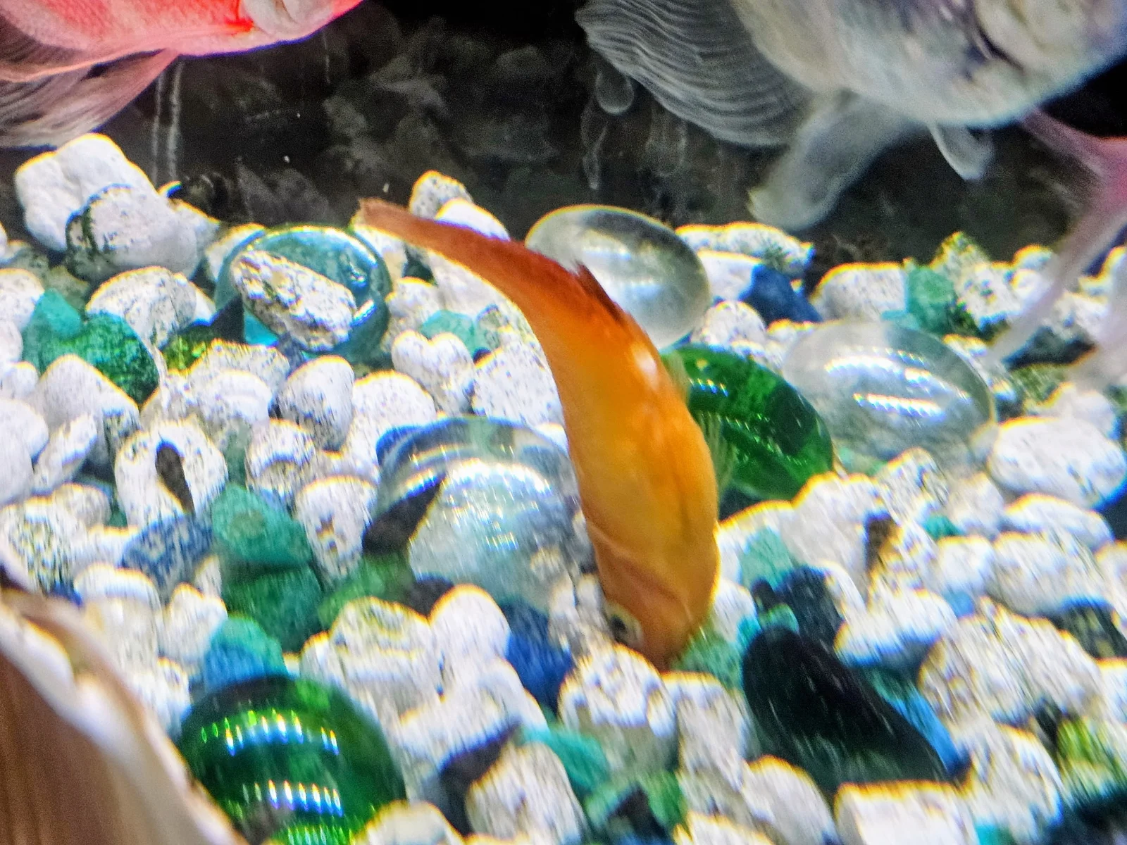 fish.webp