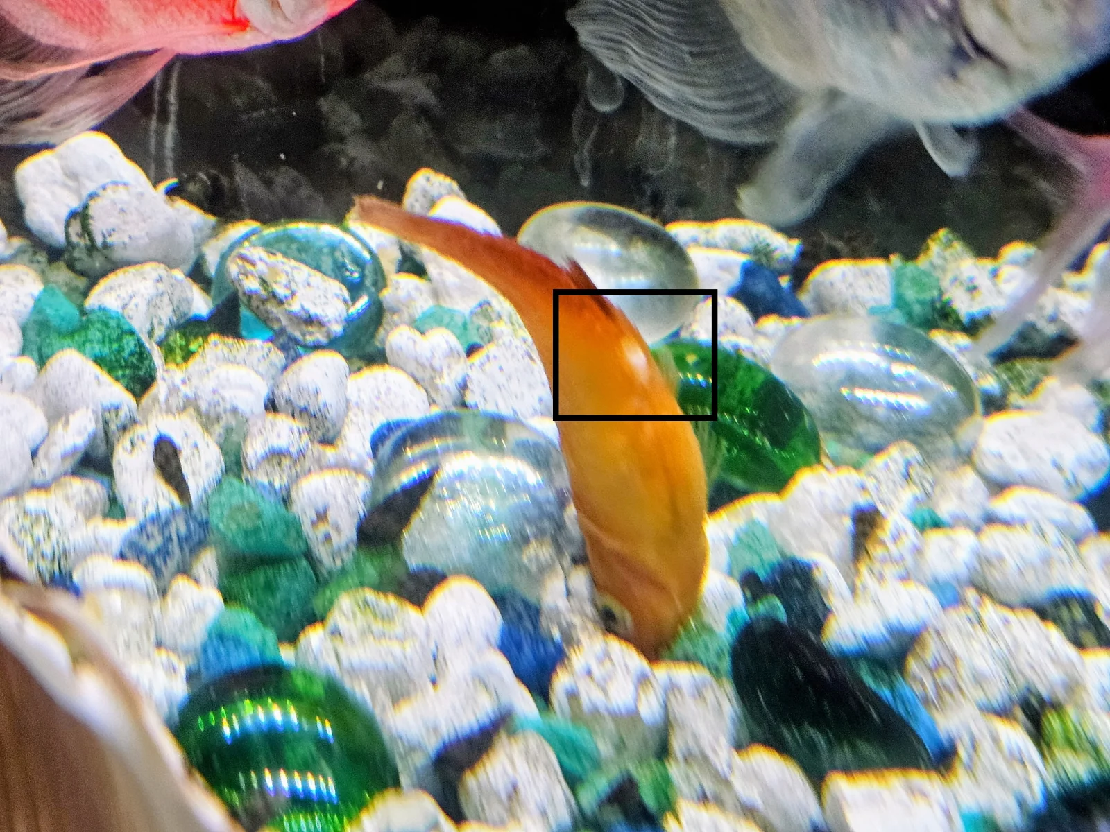 fish.webp