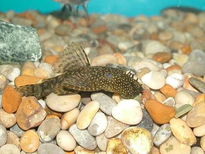 fish0206_024.jpg