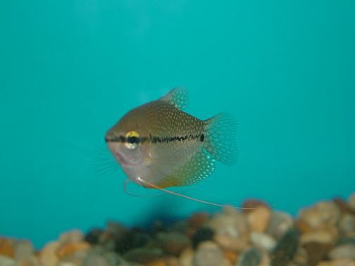 fish0206_038.jpg
