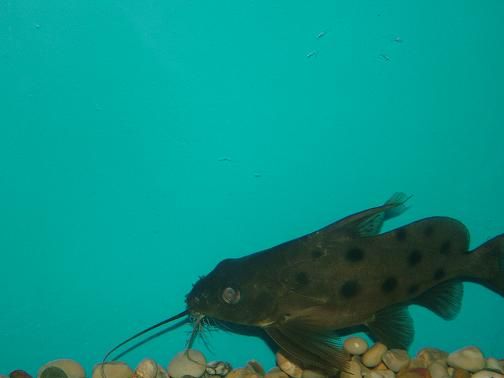 fish0206_068.jpg