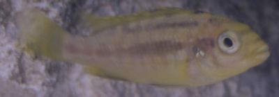 Fish03.jpg