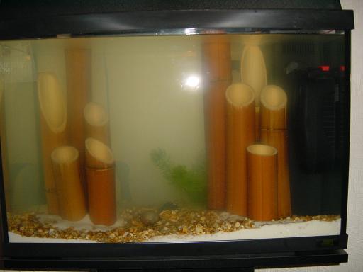 fish1.JPG